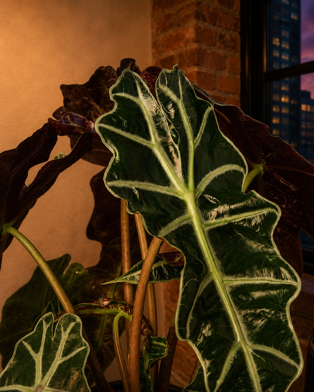 'African Mask' - Alocasia Polly 4" Nursery Pot