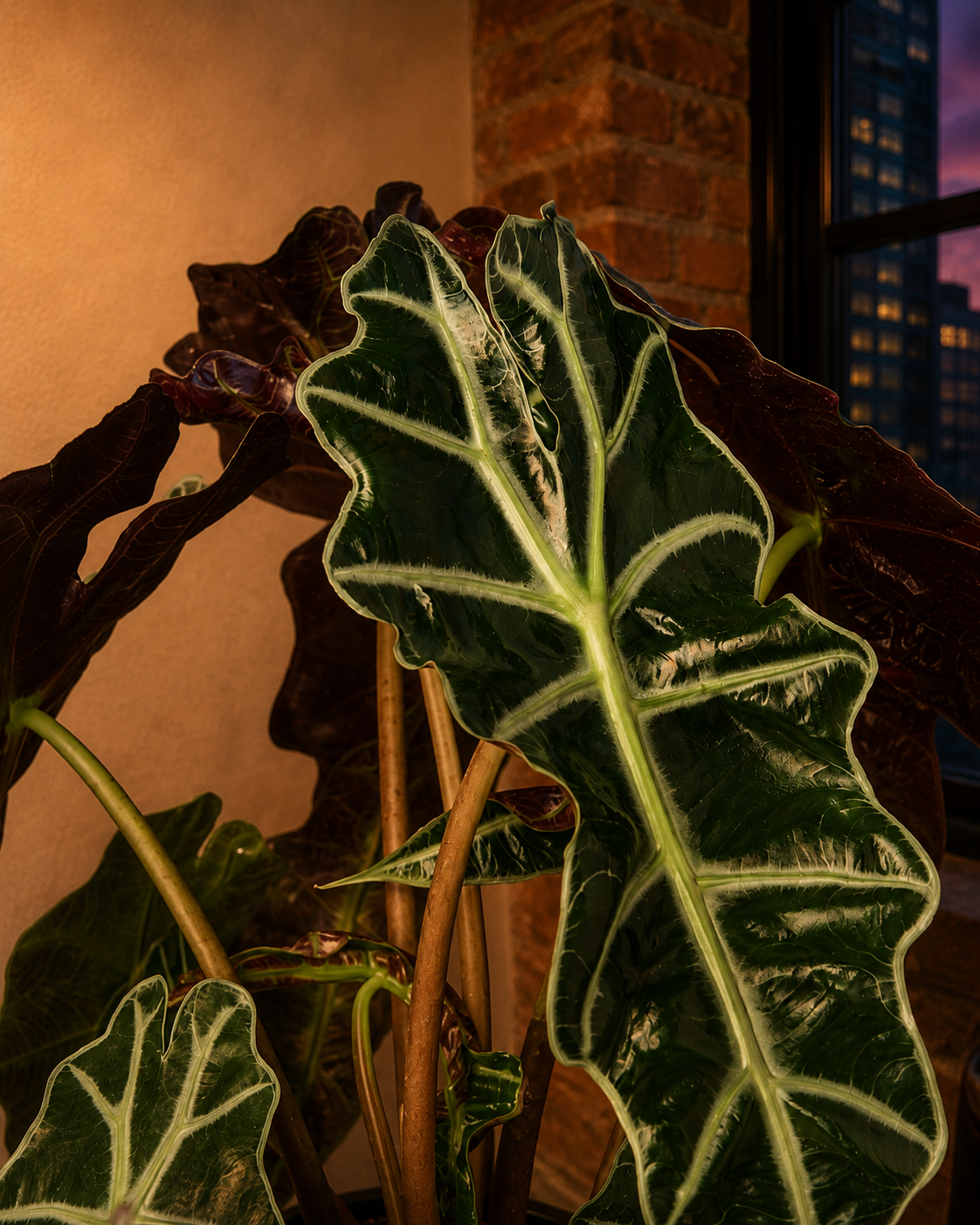 'African Mask' - Alocasia Polly 4" Nursery Pot
