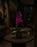 'Purple Phalaenopsis'- Orchid