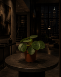 'Chinese Money'- Pilea Peperomioides 4" Nursery Pot