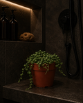'String of Pearls'- Succulent