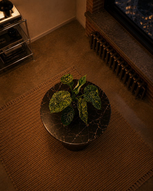 'Dragon Scale Mint'- Alocasia