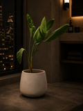 Concrete Jungle - Amethyst Planter