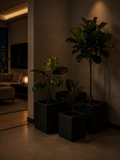 Dark Paradise Quad Planters (Set of 4)