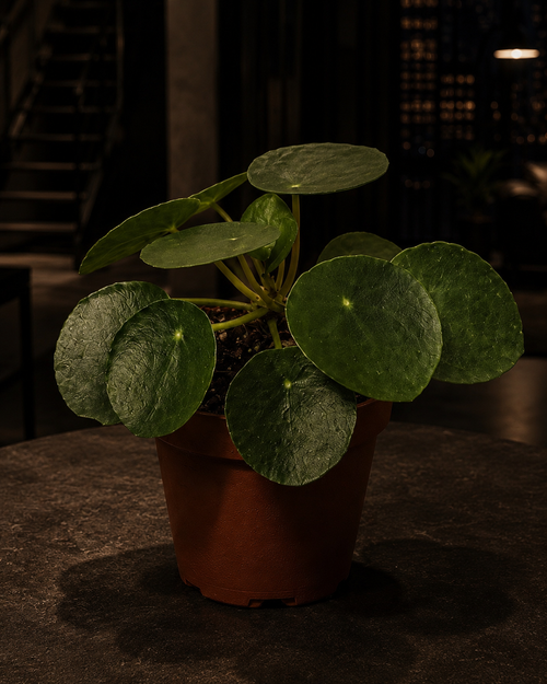 'Chinese Money'- Pilea Peperomioides 4" Nursery Pot